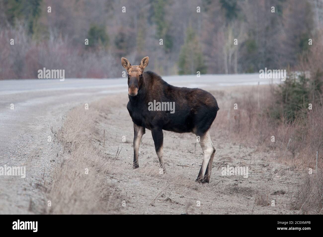 Orignal traversant la route en hiver en regardant la caméra avec un arrière-plan flou dans son environnement et son environnement. Banque D'Images