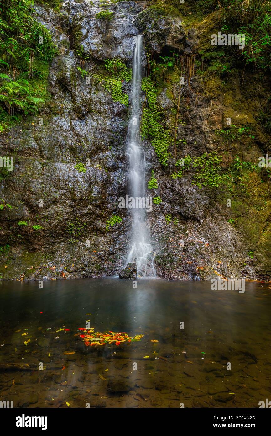 Chutes d'argent et piscine de roche avec feuilles d'automne flottantes en premier plan sur le circuit de Nandroya Falls Walk dans le nord du Queensland, en Australie. Banque D'Images