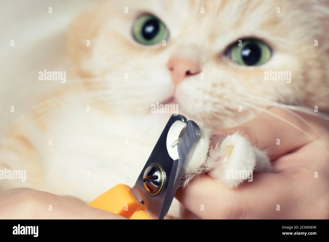 Couper les griffes d'un mignon chat britannique crémeux. Soins pour animaux, concept de toilettage. Banque D'Images