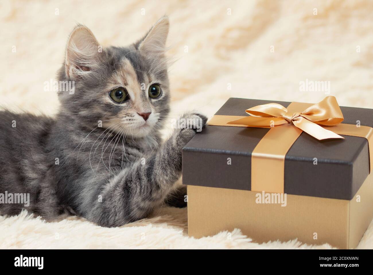 Joli chaton gris doux repose sur un tissu en fourrure crème à côté d'une boîte cadeau dorée, gros plan. Banque D'Images
