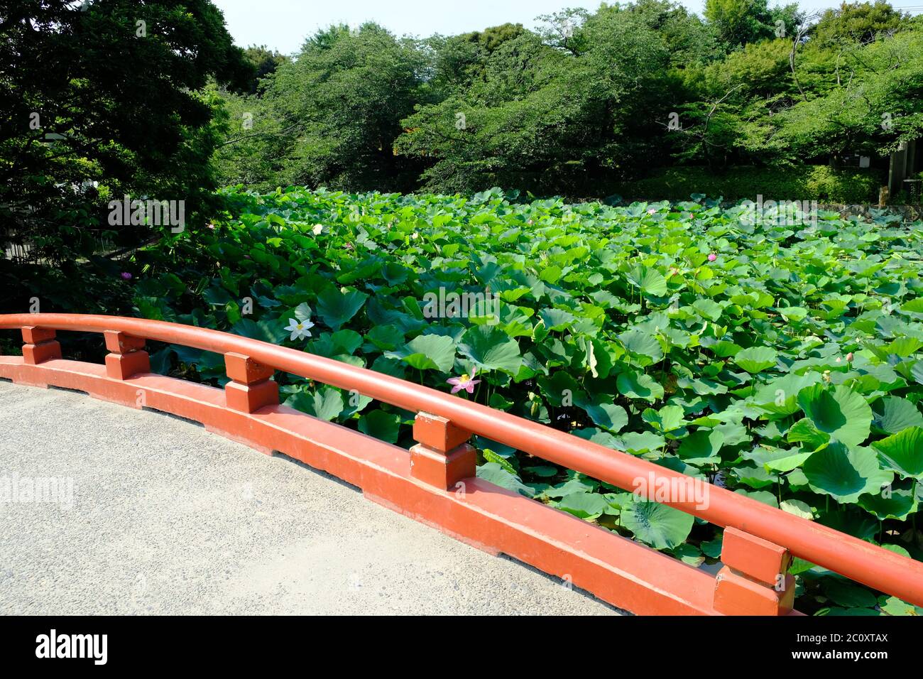 Kamakura Japon - Lac aux fleurs de Lotus au sanctuaire Shinto Tsurugaoka Hachiman-gu Banque D'Images