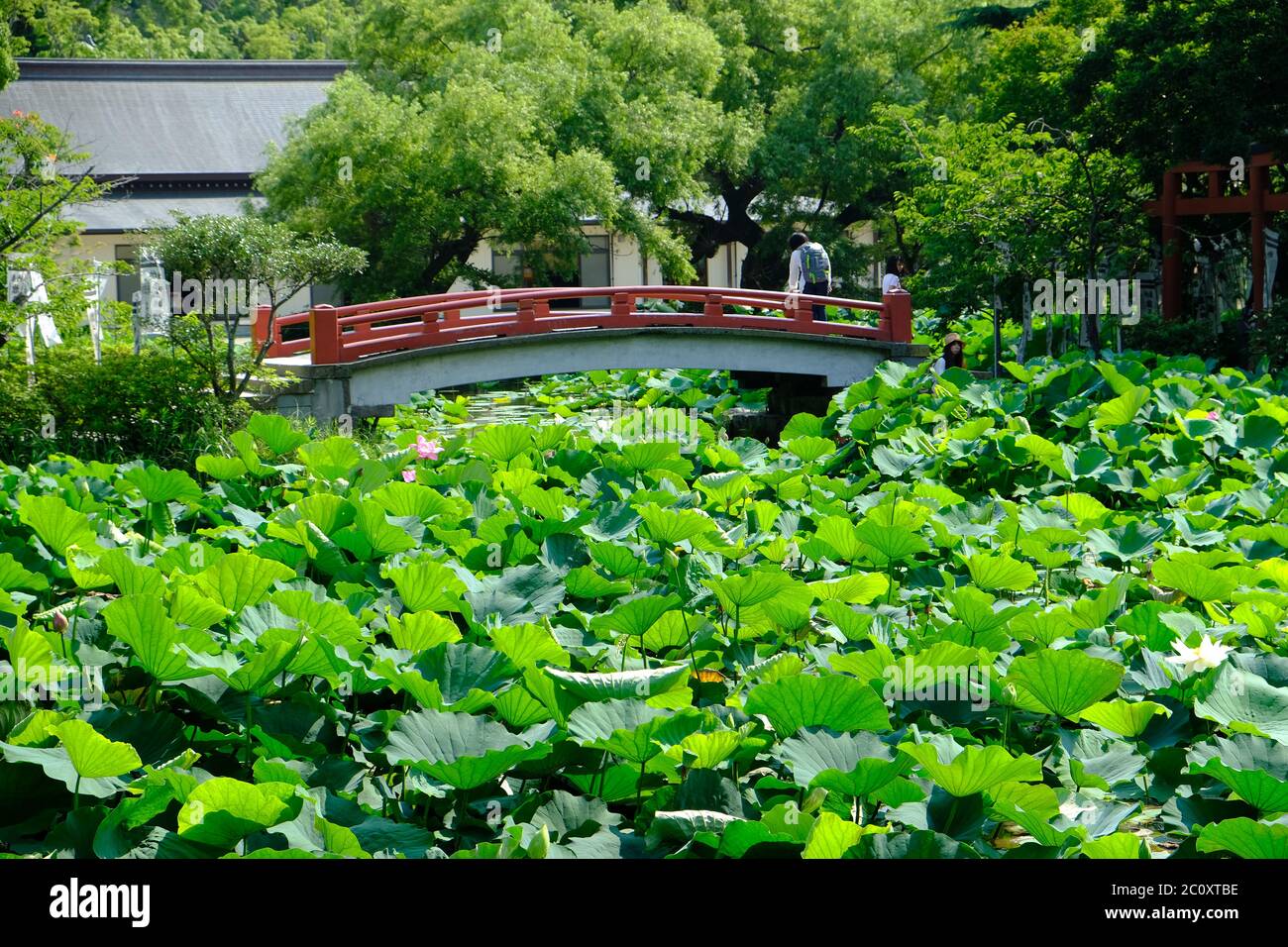 Kamakura Japon - Lac aux fleurs de Lotus au sanctuaire Shinto Tsurugaoka Hachiman-gu Banque D'Images