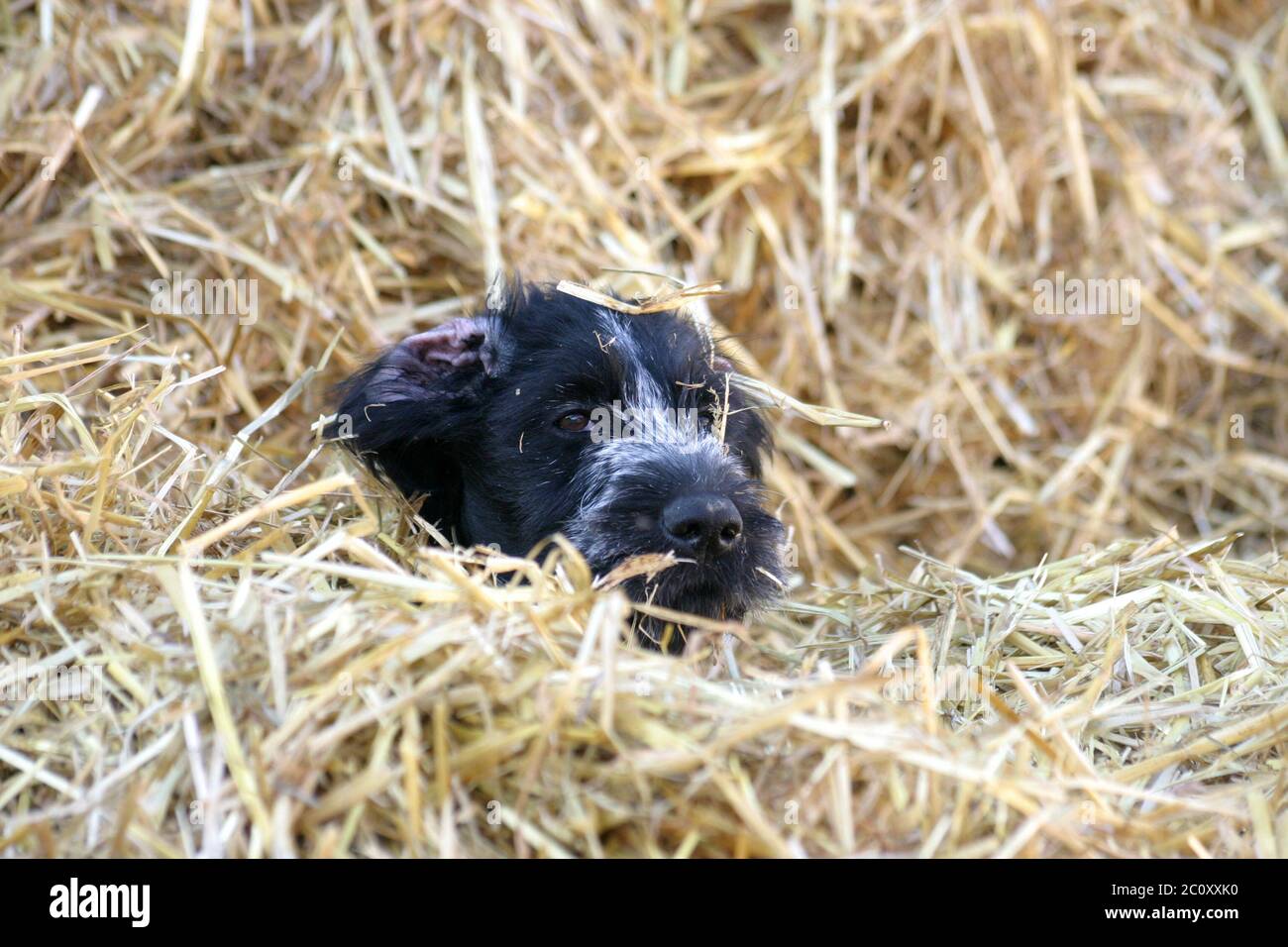 Chiot dans la paille Banque D'Images