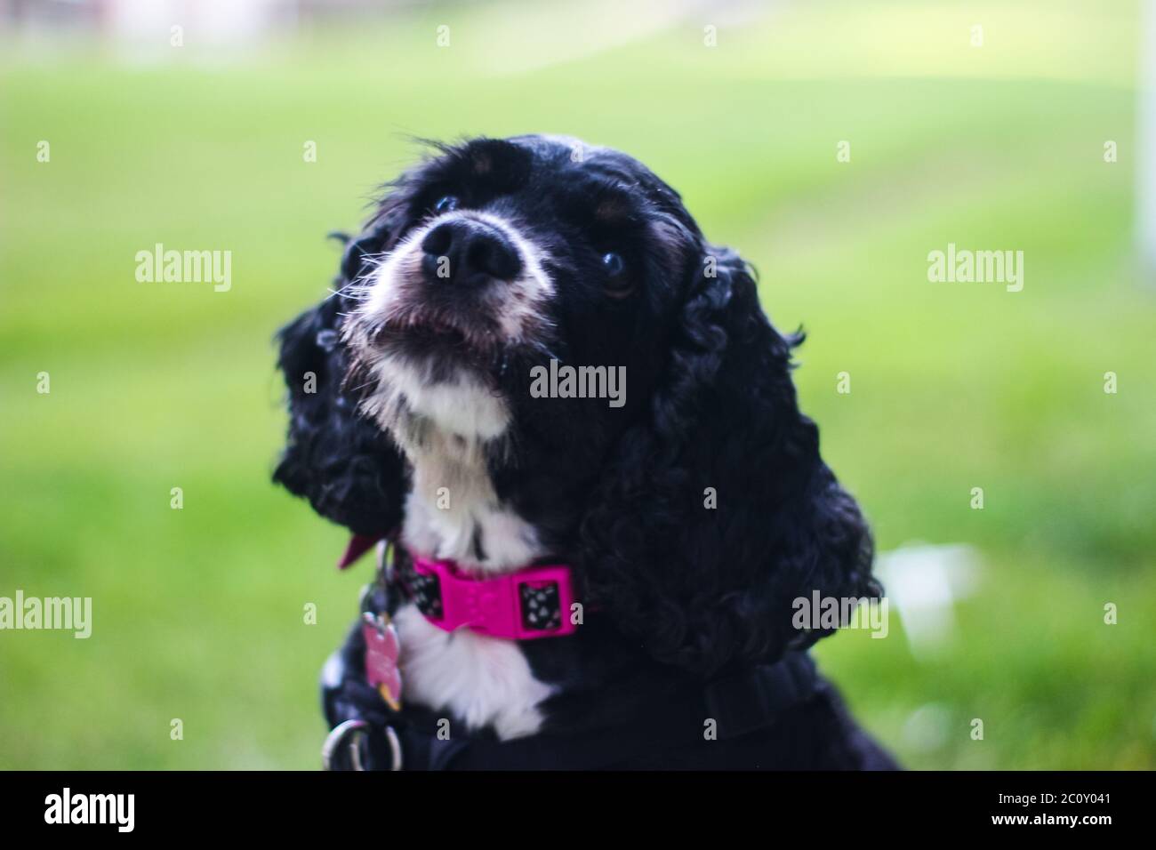 Mignon petit chiot d'épagneul anglais noir et blanc Cocker dans l'herbe Banque D'Images