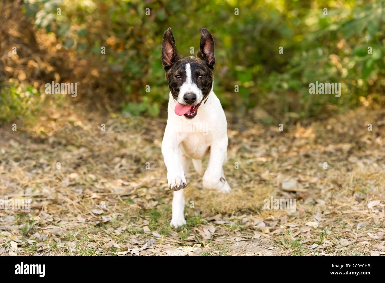 Un adorable chien drôle de chien d'identité courant avec sa langue pendant hors de sa bouche Banque D'Images