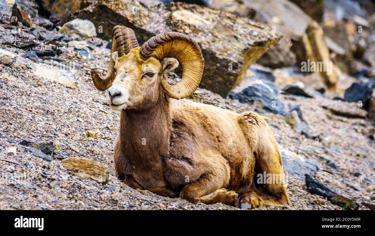 Mouflon d'Amérique qui s'établit dans le parc national Jasper, en Alberta Banque D'Images