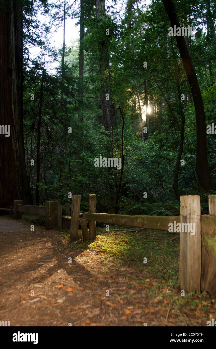 Sentier de randonnée pédestre avec rayons du soleil à travers les séquoias dans la réserve naturelle d'État Armstrong Redwoods en Californie, États-Unis Banque D'Images