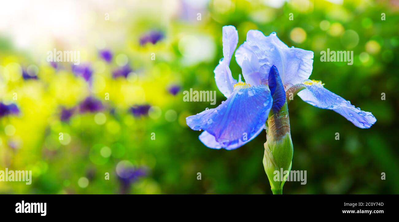 Iris bleu fleur dans le jardin. Banque D'Images