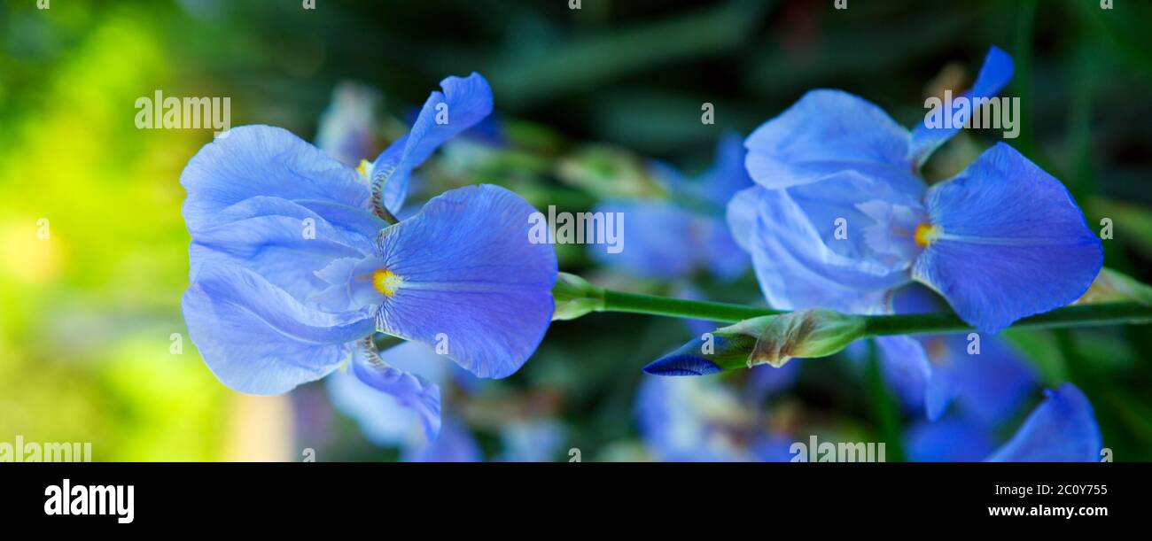 Iris bleu des fleurs dans le jardin. Banque D'Images