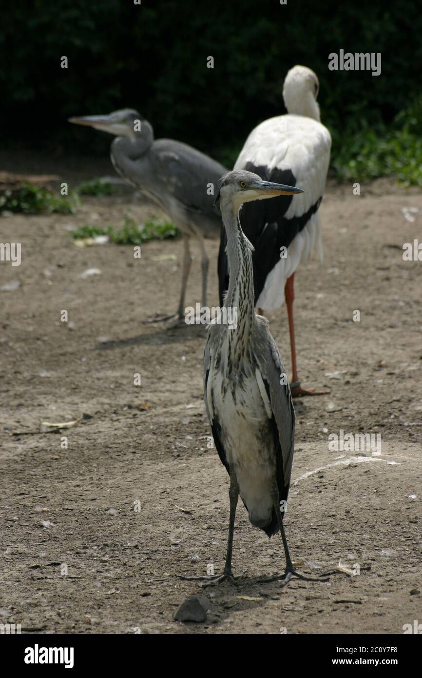 Heron et White Stork Banque D'Images