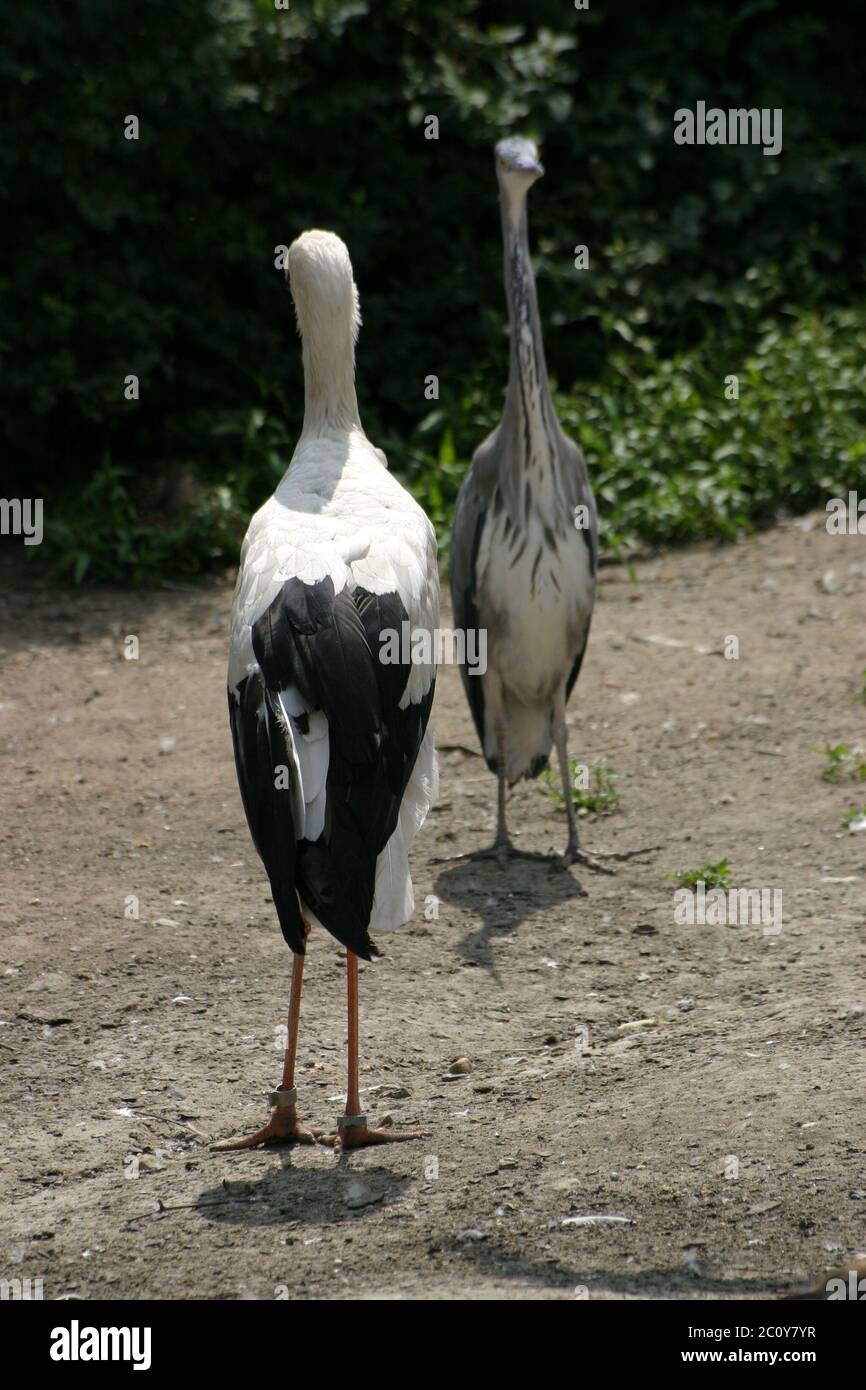 Heron et Stork Banque D'Images