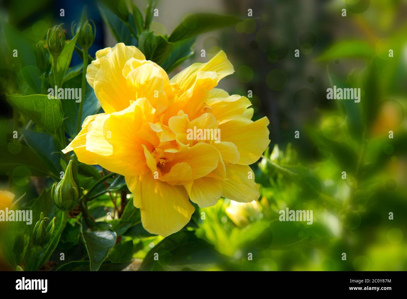 Fleur d'hibiscus jaune . Banque D'Images