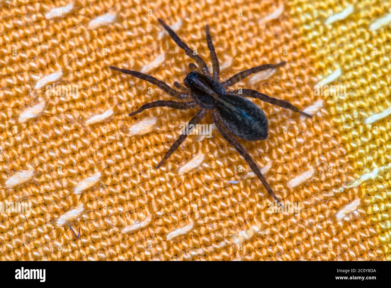 Tissu orange spider assis sur un plan macro close-up Banque D'Images