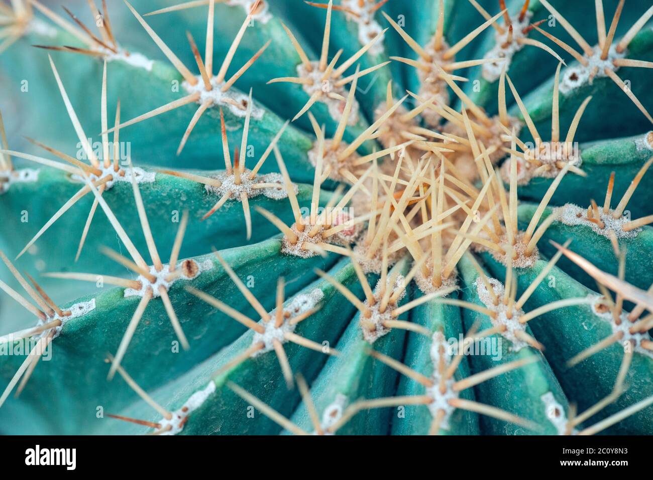 Cose des cactus en forme de globe avec de longues épines. Banque D'Images