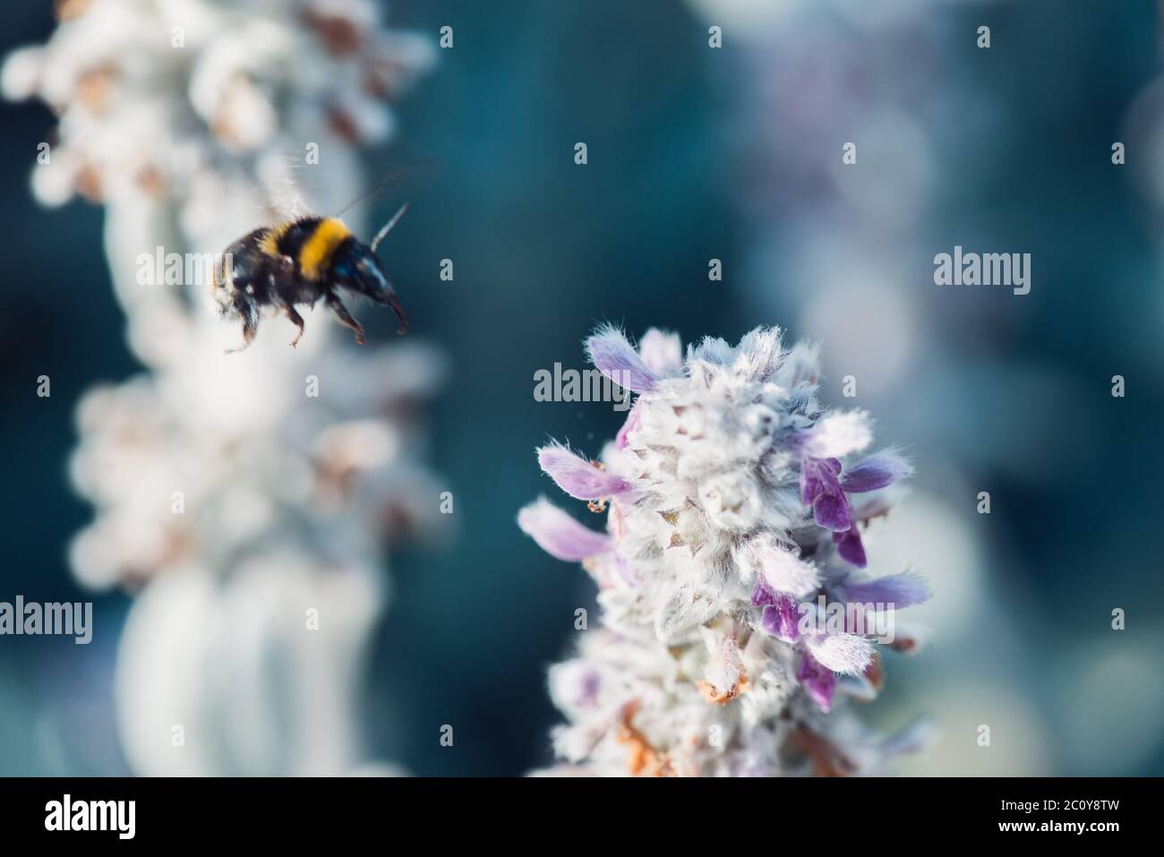 Plan macro sur flying bumblebee la collecte du pollen d'une fleur avec copyspace Banque D'Images