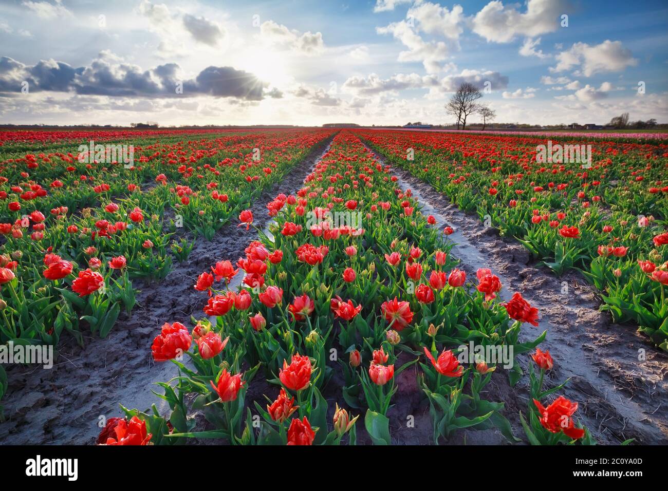 soleil sur le champ de tulipes rouges Banque D'Images