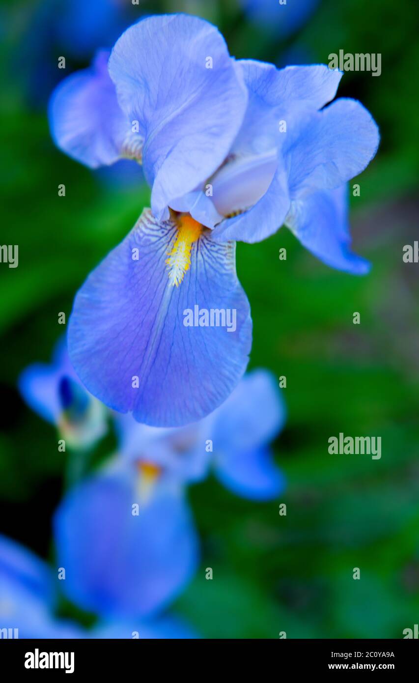 Iris bleu des fleurs dans le jardin. Banque D'Images