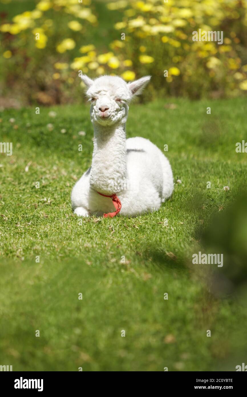 Bébé lama allongé sur l'herbe après avoir allaiter Banque D'Images