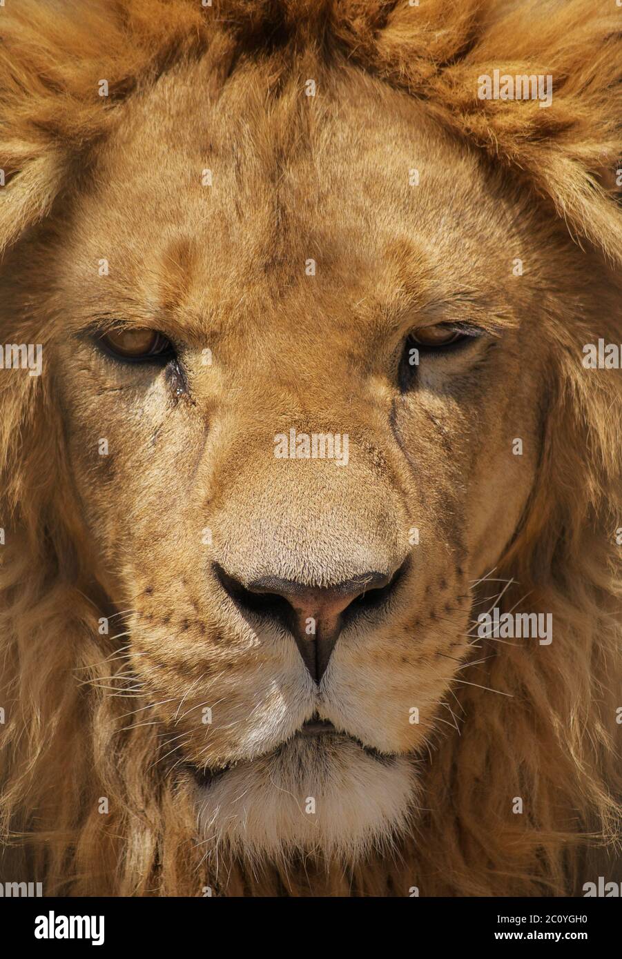 Gros plan portrait d'un lion. Banque D'Images
