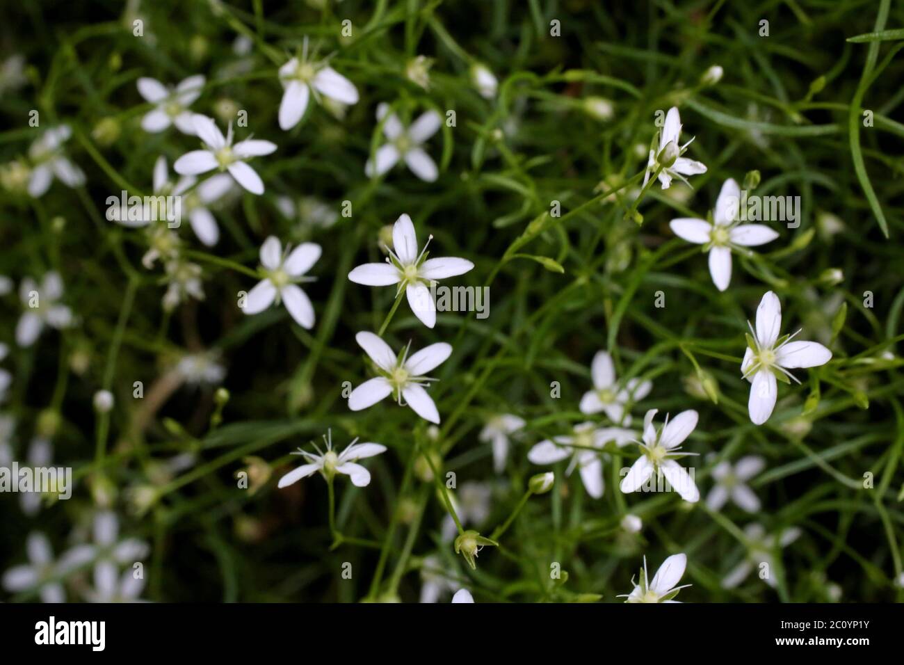 Moehringia muscosa, Mossy Sandwort. Plante sauvage au printemps. Banque D'Images