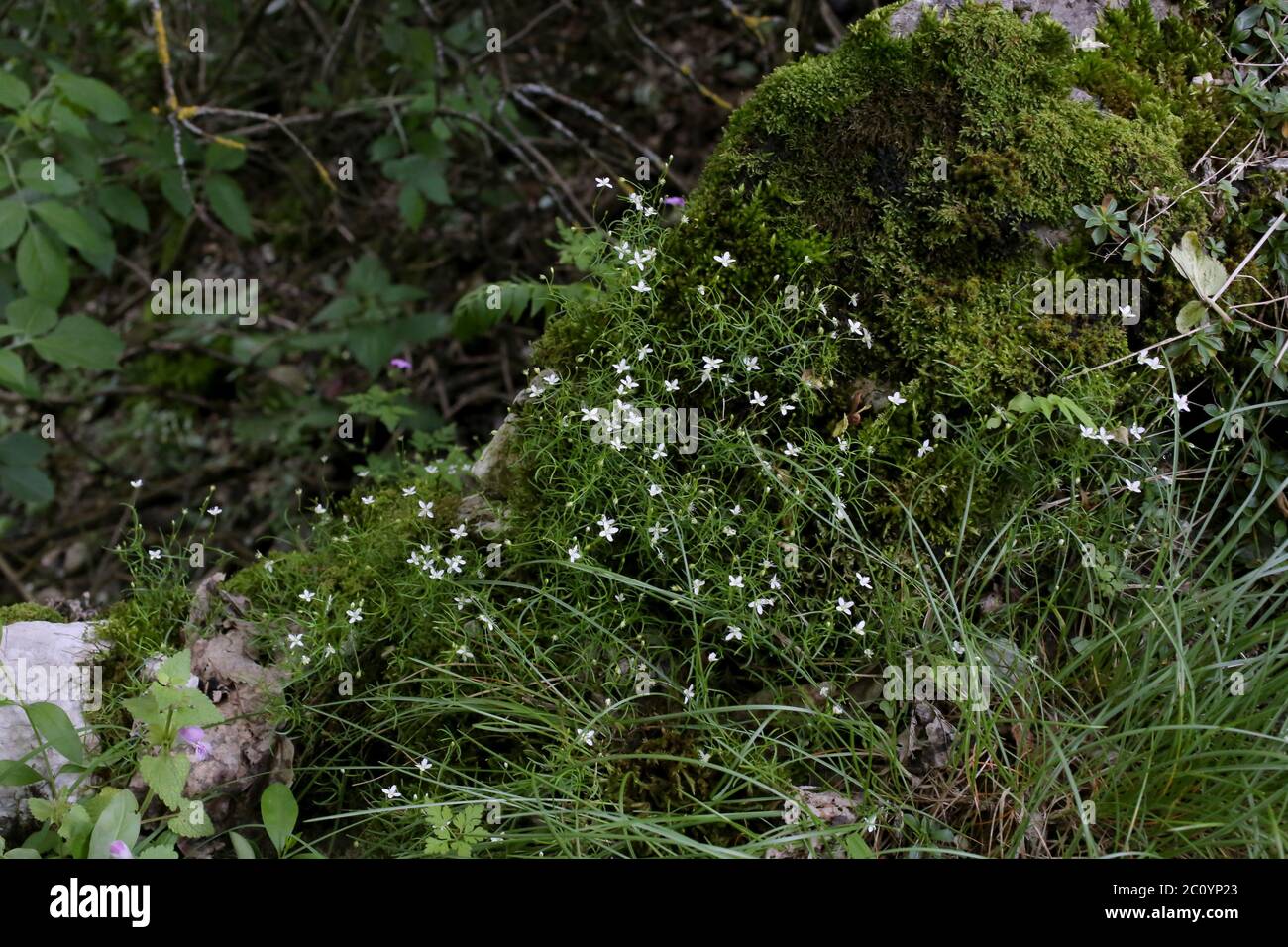 Moehringia muscosa, Mossy Sandwort. Plante sauvage au printemps. Banque D'Images