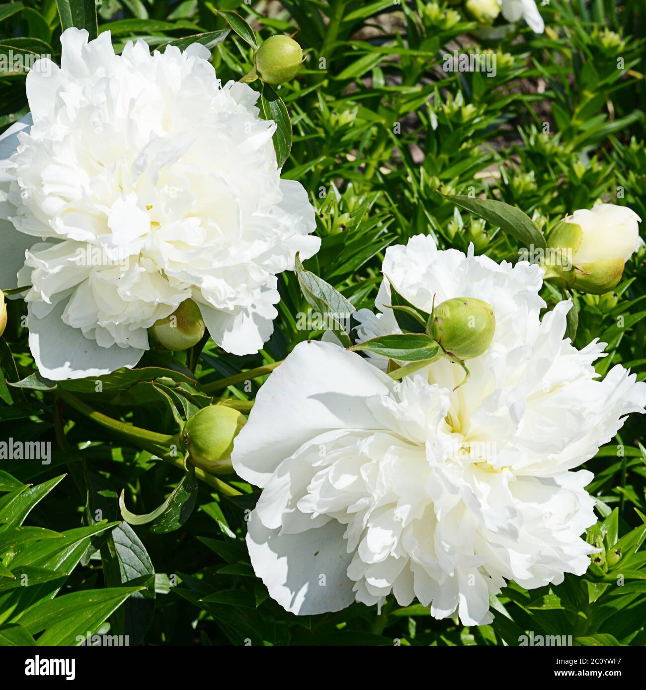 Pivoine blanche comme arrière-plan Banque D'Images