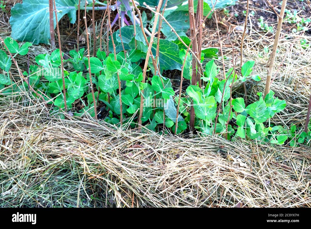 Paillis de paille placé autour des plants de pois avec des bâtonnets de pois pour soutenir la croissance dans le potager de parcelle de légumes en été Carmarthenshire pays de Galles Royaume-Uni KATHY DEWITT Banque D'Images