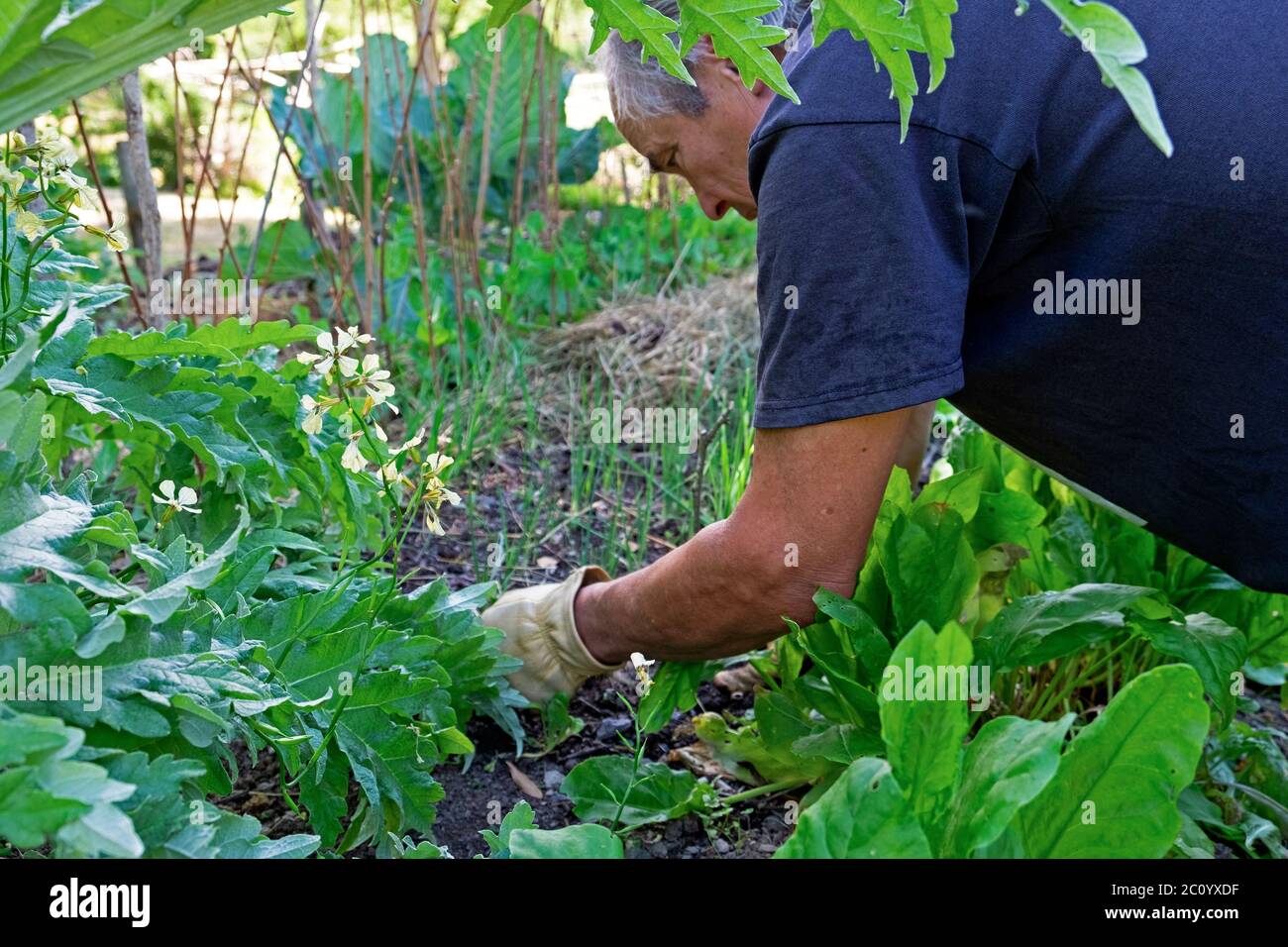 Homme s'agenouillant dans le jardin désherbage des plantes pendant une sécheresse par temps chaud en juin 2020 à Carmarthenshire pays de Galles Royaume-Uni KATHY DEWITT Banque D'Images