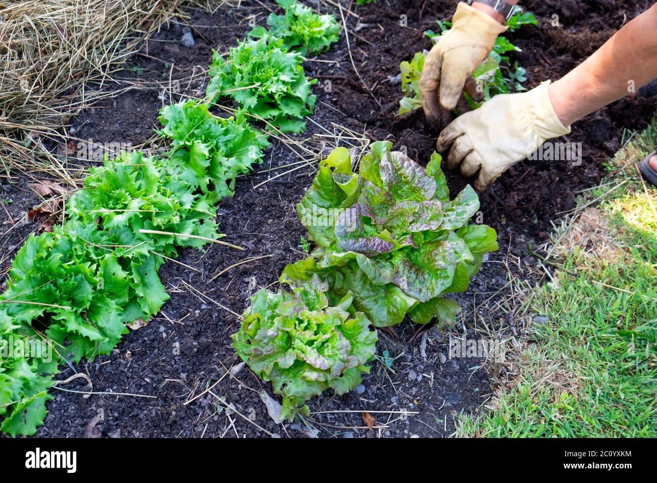 Homme étalant du paillis de compost saumâtre sur une rangée de laitue rouge et de tête croquante Reine de glace lettuces dans le jardin biologique pays de Galles Royaume-Uni KATHY DEWITT Banque D'Images