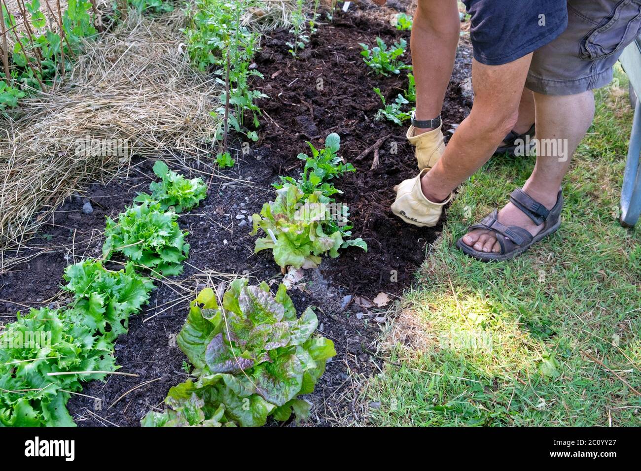 Homme étalant du paillis de compost saumâtre sur une rangée de laitue rouge et de tête croquante Reine de glace lettuces dans le jardin biologique pays de Galles Royaume-Uni KATHY DEWITT Banque D'Images