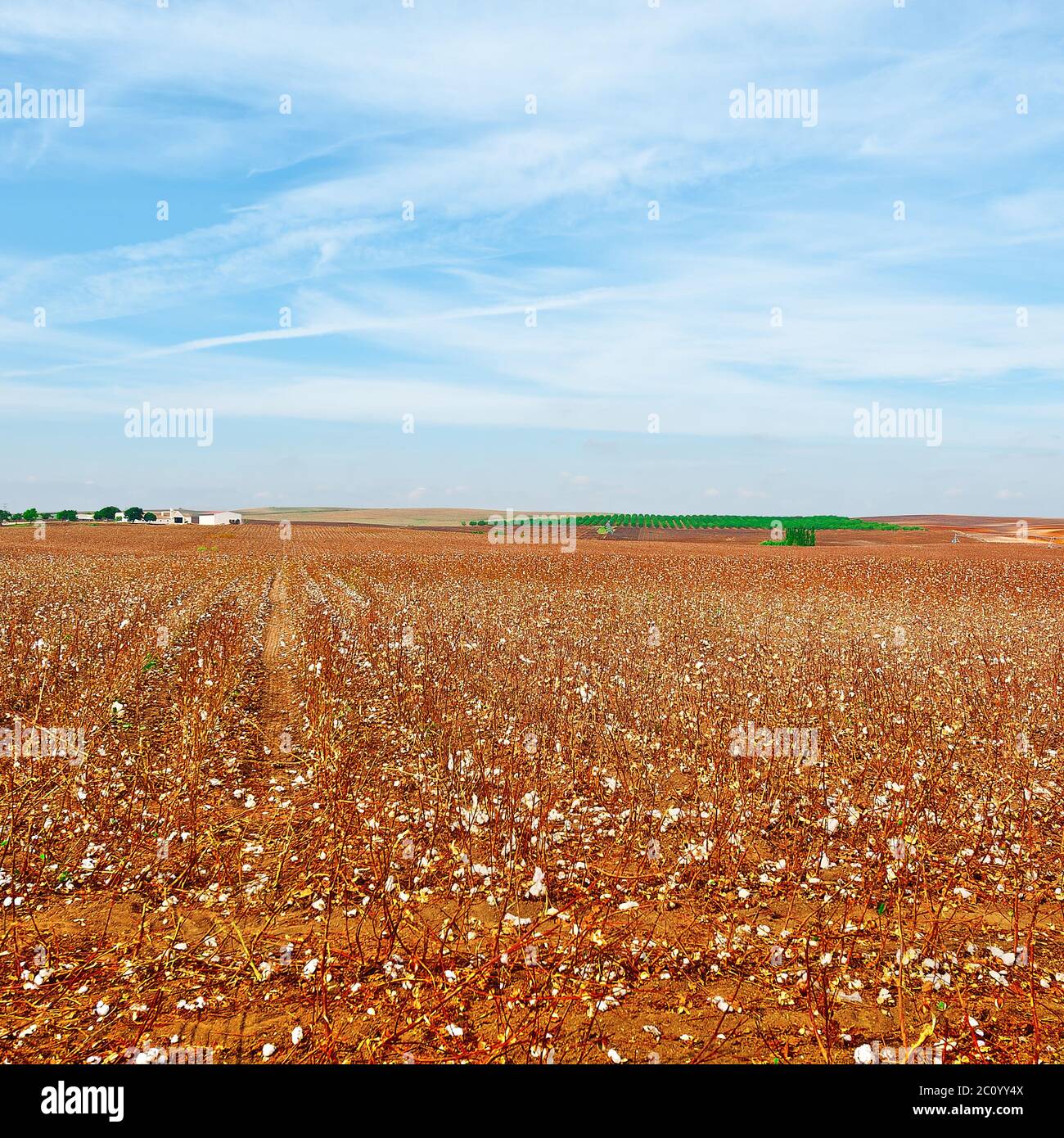 Coton Banque D'Images