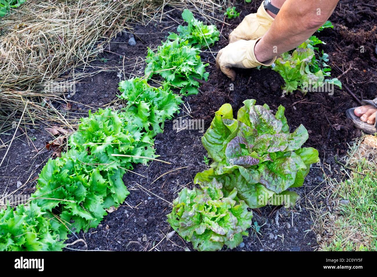 Homme étalant du paillis de compost saumâtre sur une rangée de laitue rouge et de tête croquante Reine de glace lettuces dans le jardin biologique pays de Galles Royaume-Uni KATHY DEWITT Banque D'Images