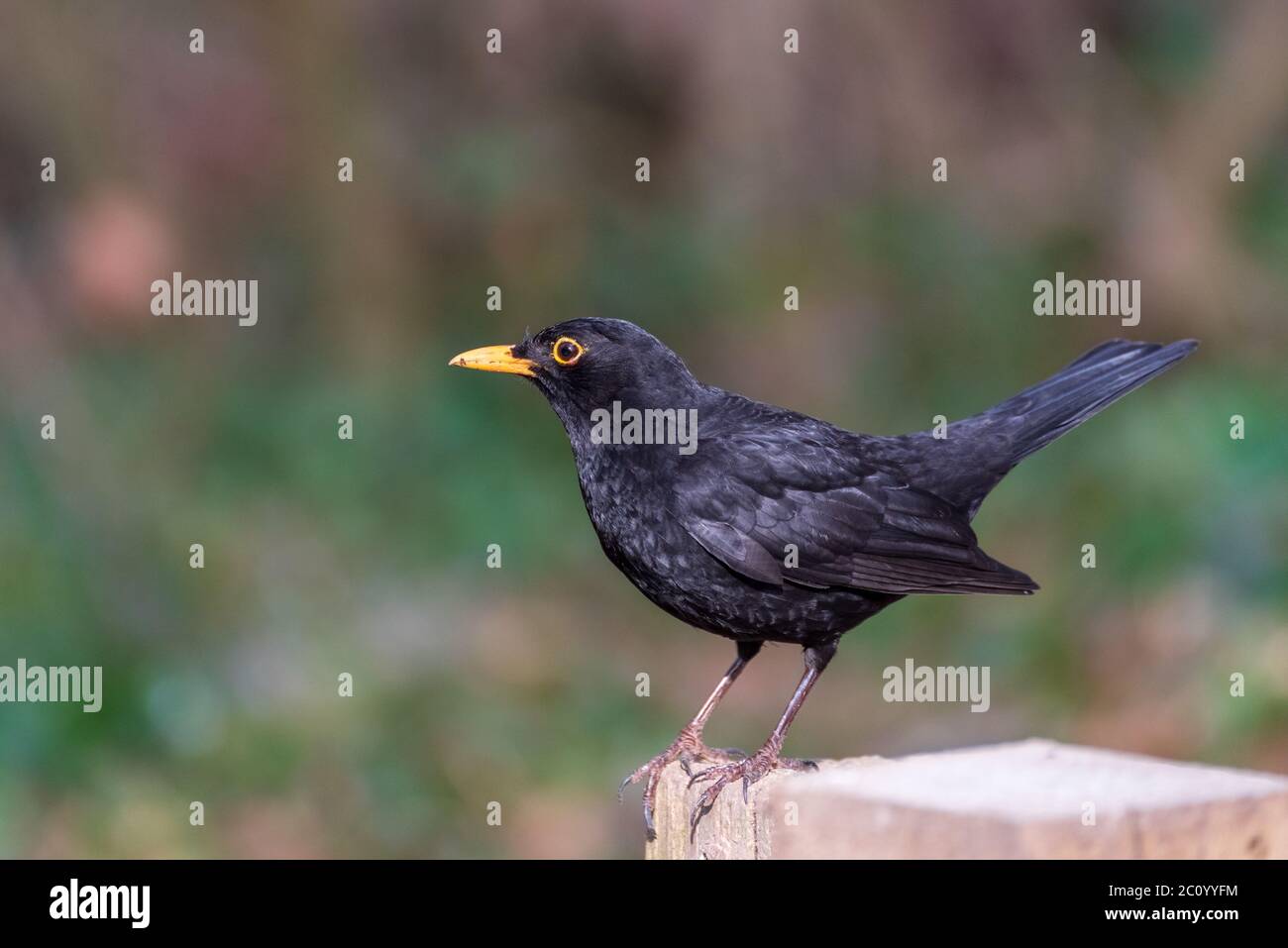 Magnifique Blackbird dans un environnement naturel Banque D'Images