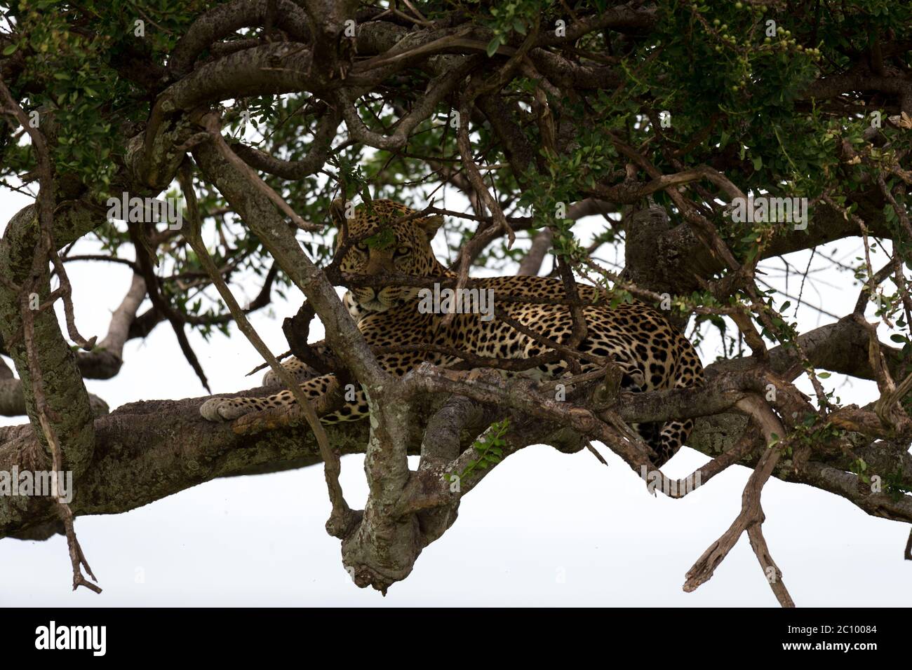 Un léopard se trouve sur les branches d'un arbre Banque D'Images