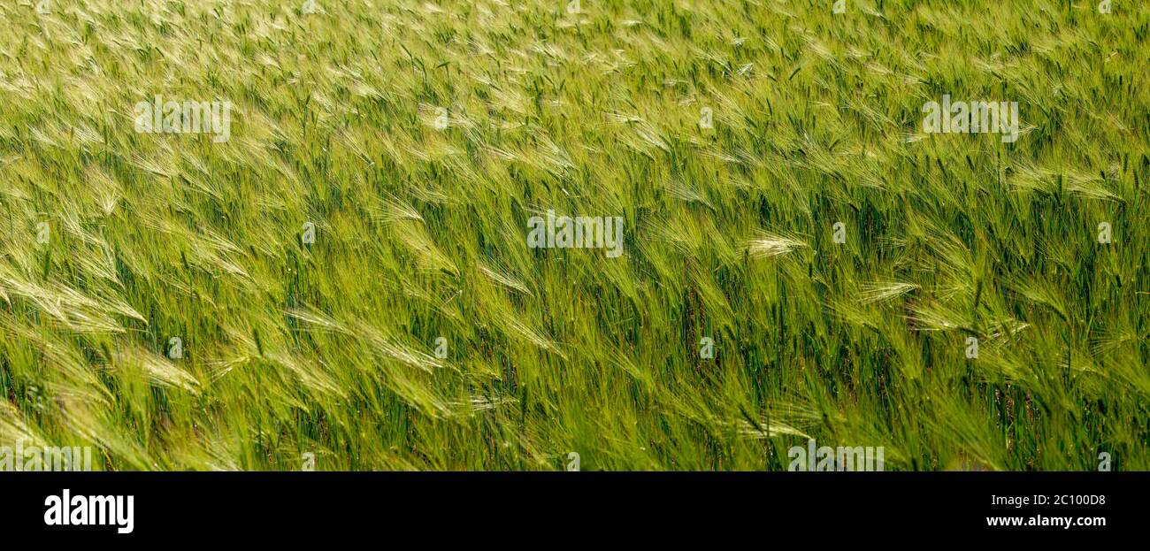 Vue panoramique de la belle ferme paysage de champs de blé vert et jaune avec une vague de lumière à l'été, fond, détails Banque D'Images