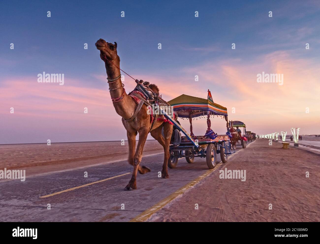 Charrette de chameau décorée à White Rann, Kutch, Gujarat, Inde Banque D'Images