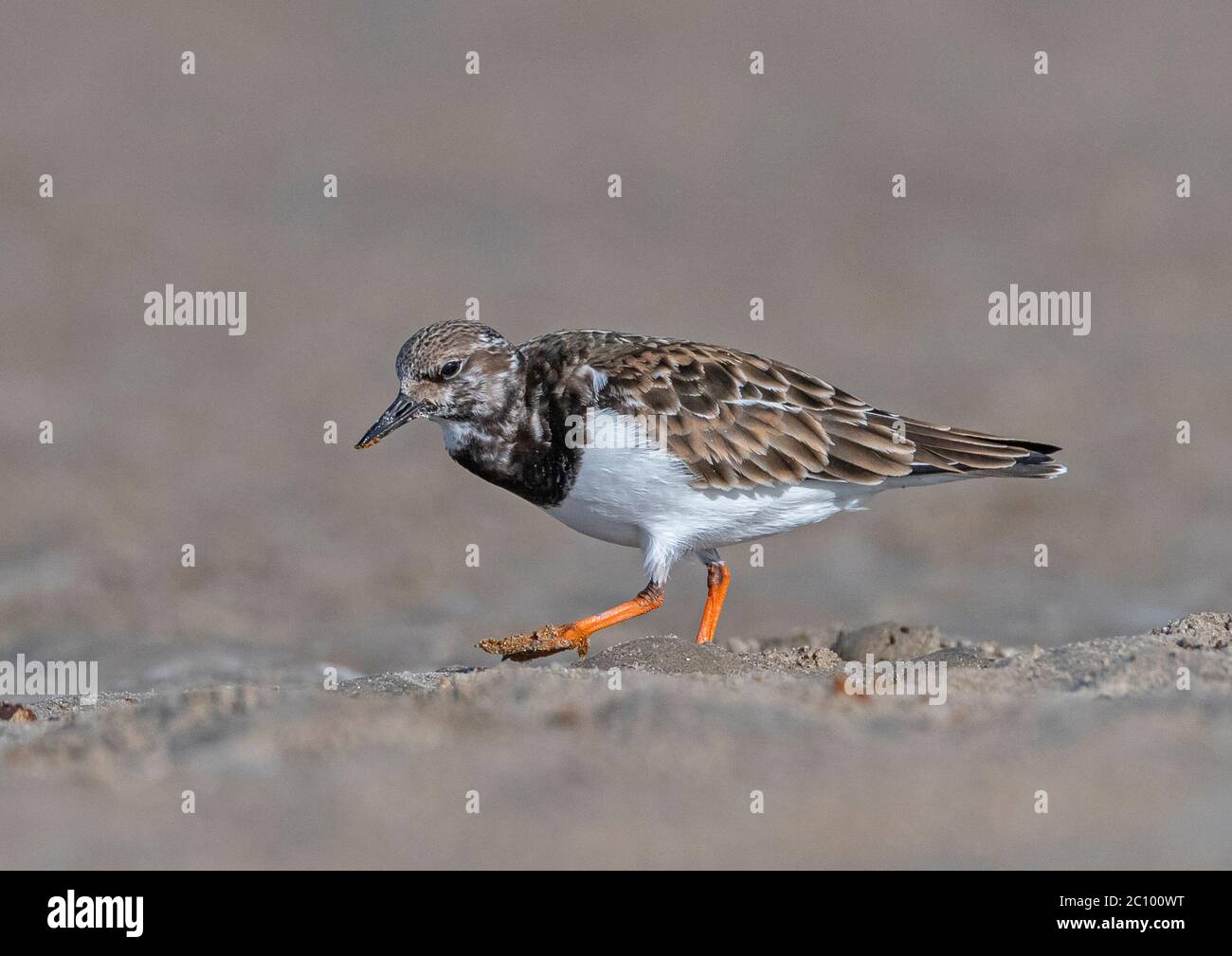 Ruddy turnstone à une rive de la mer en Inde Banque D'Images