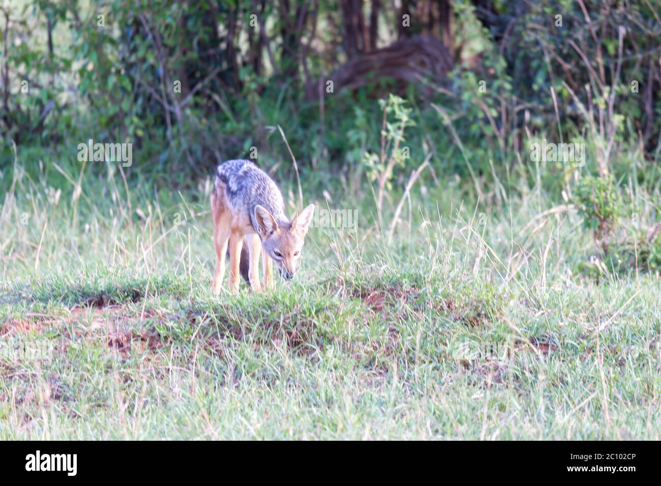 Un petit jackal se tient entre les lames de l'herbe Banque D'Images