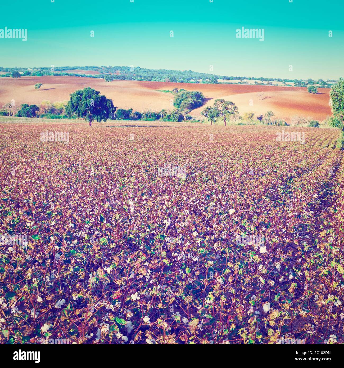 Coton Banque D'Images