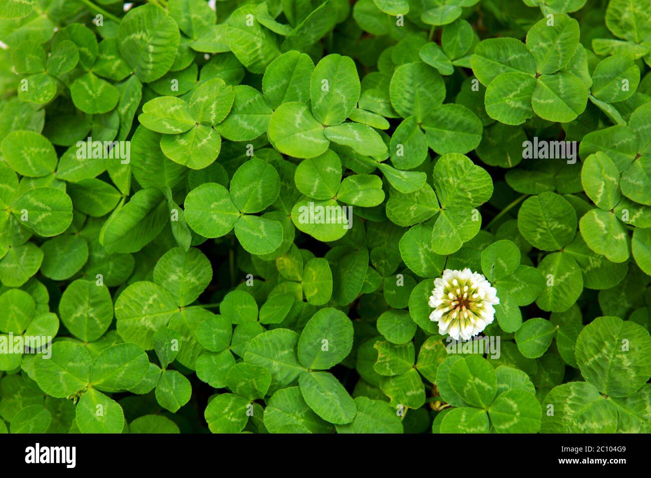 Feuilles et fleurs de trèfle vertes. Banque D'Images