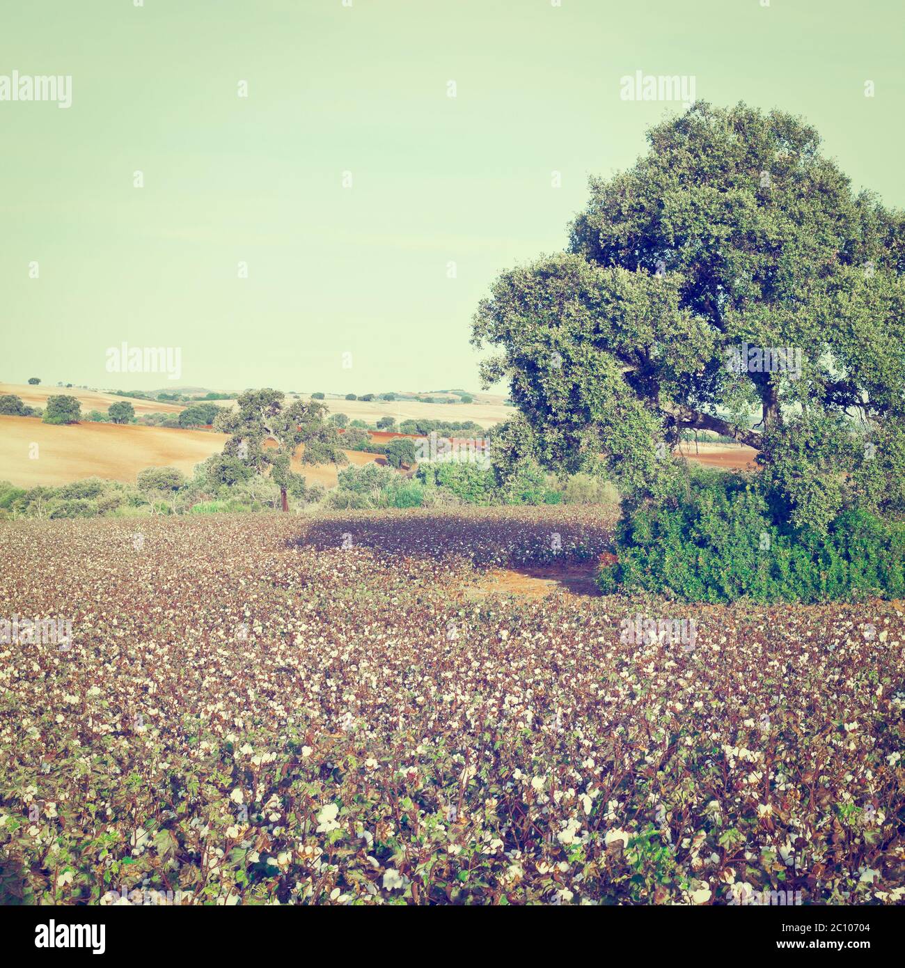 Coton Banque D'Images