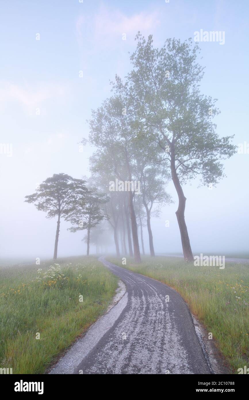 piste cyclable entre les arbres dans la brume Banque D'Images