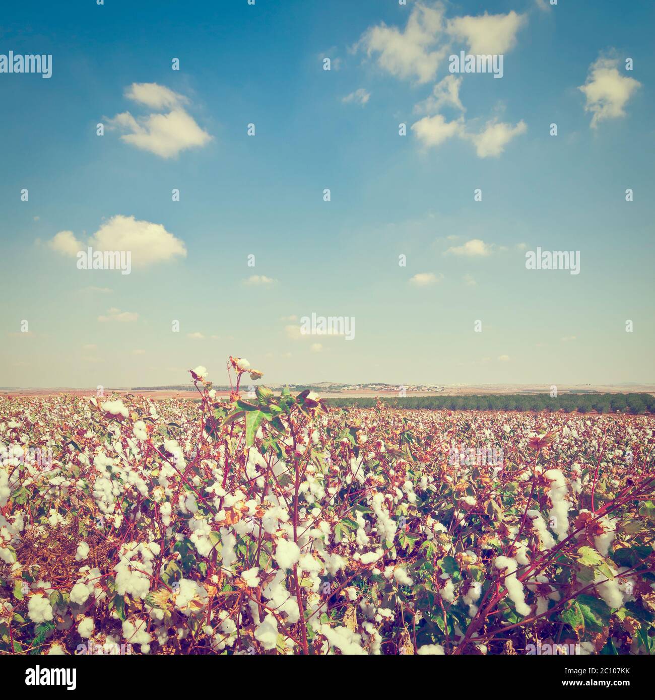 Coton Banque D'Images