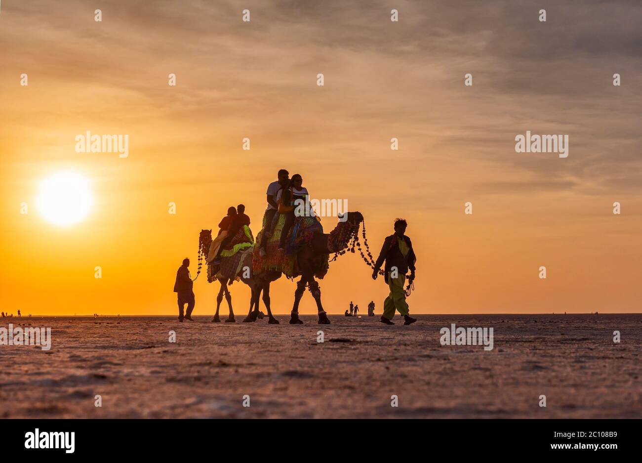 Tourisme Profitez d'une balade à dos de chameau à White rann, Kutch, Gujarat, Inde Banque D'Images