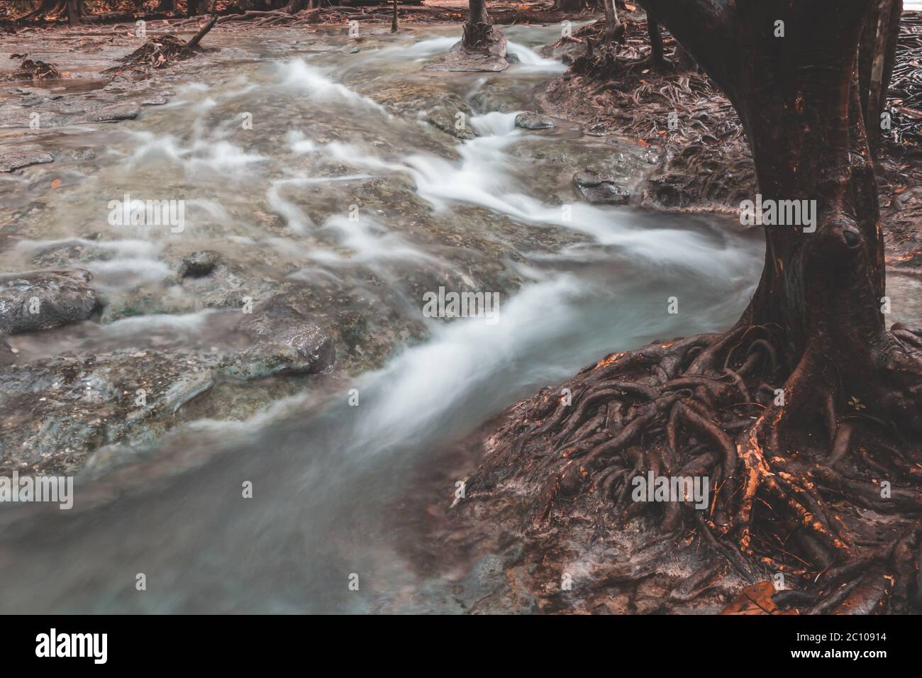 Racine d'arbre enchevêtrée avec ruisseau d'eau dans la forêt tropicale Banque D'Images