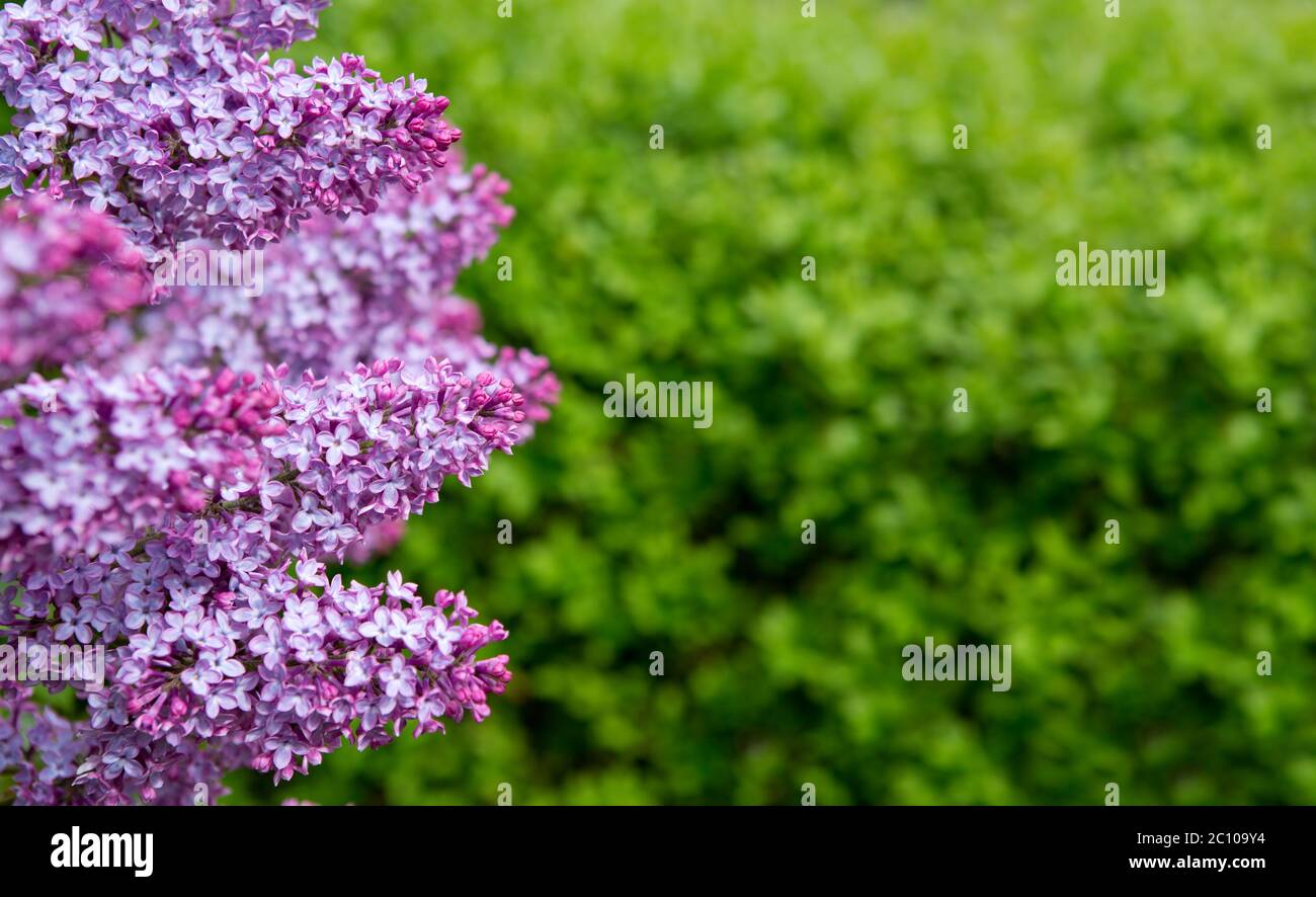 Fleurs de lilas isolées sur vert. Banque D'Images