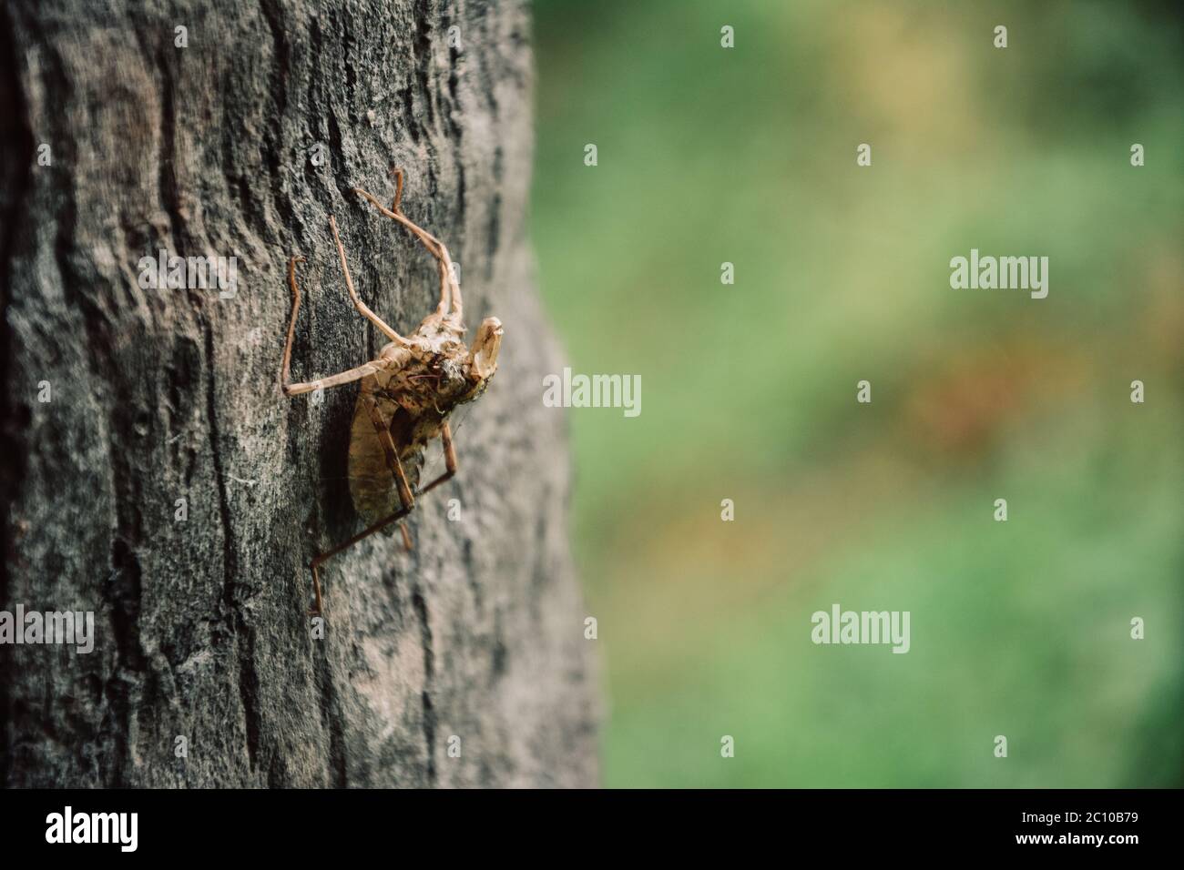 Une coquille d'insecte mort dans le cococotier avec un arrière-plan flou Banque D'Images