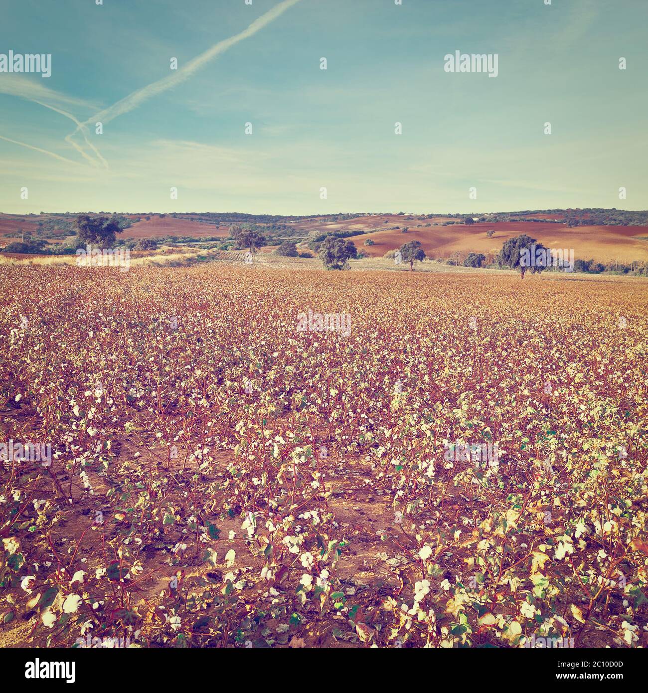 Champ de coton Banque D'Images