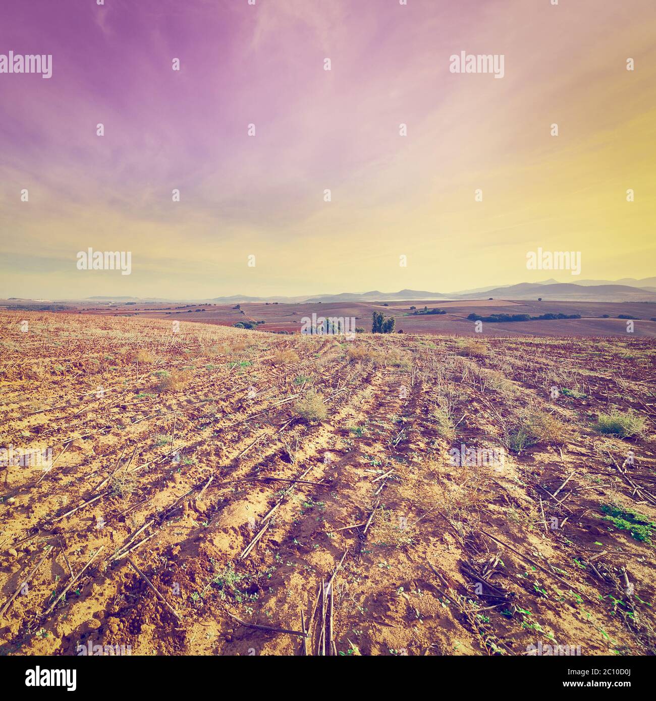 Champ de coton Banque D'Images