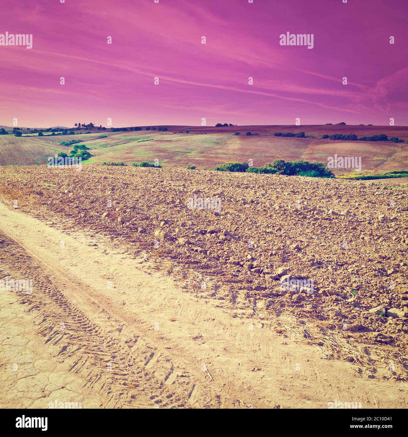 Champ de coton Banque D'Images